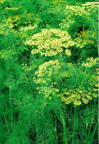 Dill Skaner