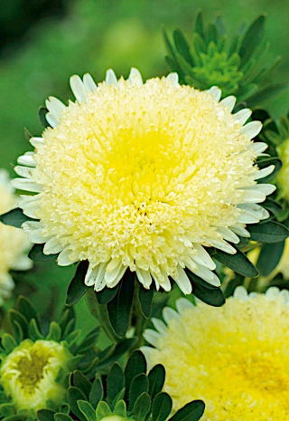 Duchess aster "Aleksandra" - tall, yellow-flowered variety