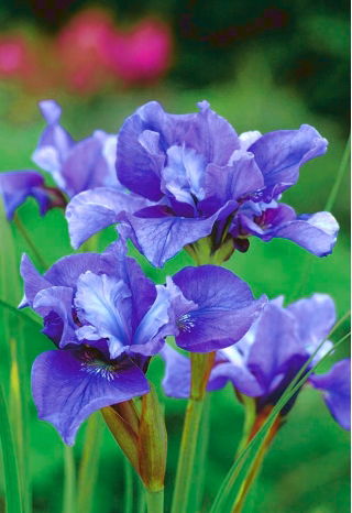 Iris siberiano a fiore doppio - Concord Crush; bandiera siberiana - pacchetto grande! - 10 pezzi