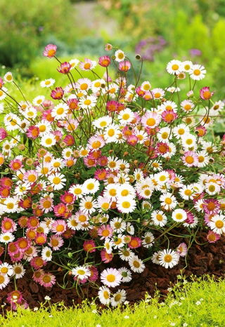 Erigeron Karvinskianus O Hierba De Burro | Cuidados - Foto 6