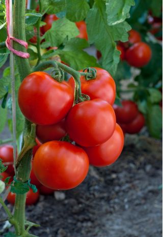 Tomato "Jupiter" - for cultivation under covers - premium variety seeds for everyone - 30 seeds