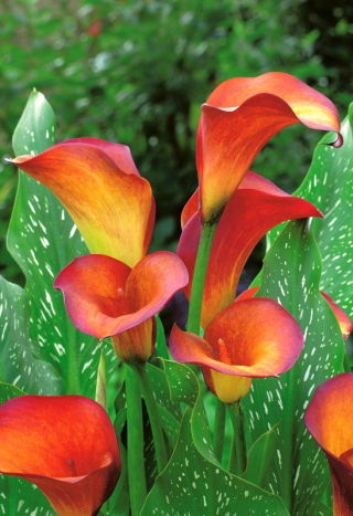 Calla Flame; arum lily, calla lily