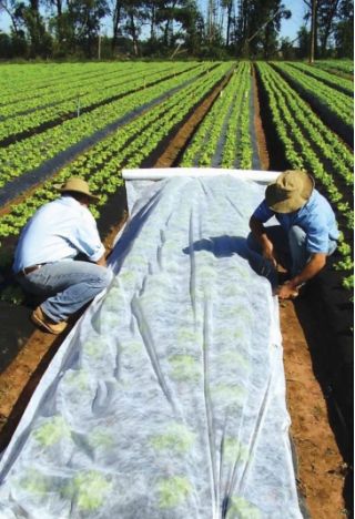 Fleece de primăvară (agrotextil) - protecția plantelor pentru culturi sănătoase - 1,60 mx 5,00 m - 