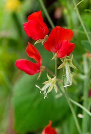 Luktärt - Kenneth - 33 frön - Lathyrus odoratus