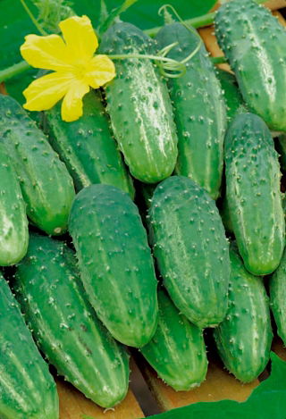 Okurka Parys semena - Cucumis sativus - 70 semen