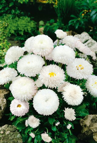 Gänseblümchen - Super Enorma - White Ball - Bellis perennis - Reinweiße Blütenpracht, elegante Gartendekoration - Samen