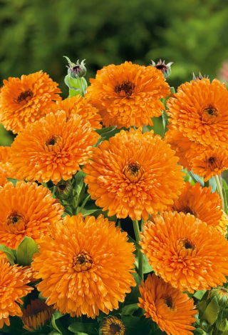 Calendula - Orange Beauty - Calendula officinalis - Arancione intenso, effetto radiante - Semi Freschi