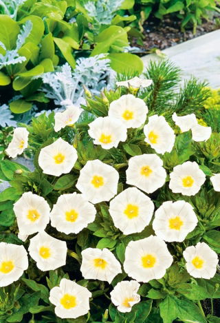 Convolvulus - White Ensign - white - Convolvulus tricolor - Purest white, most elegant trailing vines - Fresh Seeds