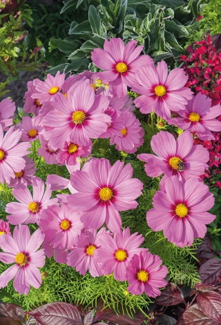 Cosmos - Tall Sensation- Radiance - Cosmos bipinnatus - Boldest magenta, tallest and most radiant - Fresh Seeds