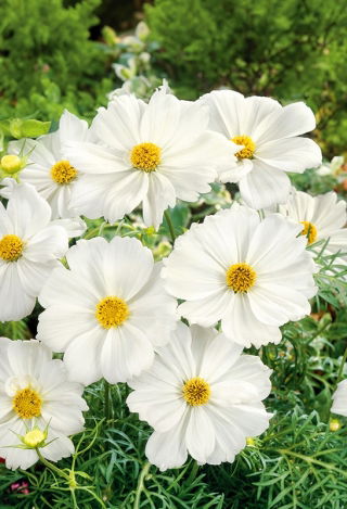 Stolt kavaler - Tetra Versailles - White - Cosmos bipinnatus - Ren hvid, markant udseende - Friske frø