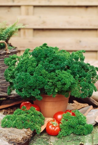 Benih Peterseli Astra - Petroselinum sativum var. foliosum - 1200 biji - Petroselinum crispum 