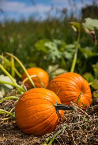 Sütőtök - Karovita Bis - Cucurbita maxima  - magok