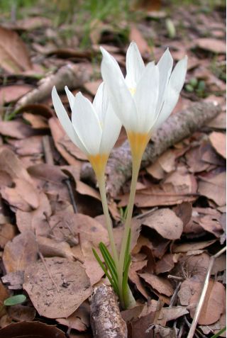 Crocus Ochroleucus - 10 bulbs