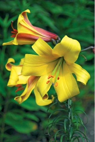 Lilyum, zambak altın ihtişam - ampul / yumru / kök - Lilium Golden Splendour