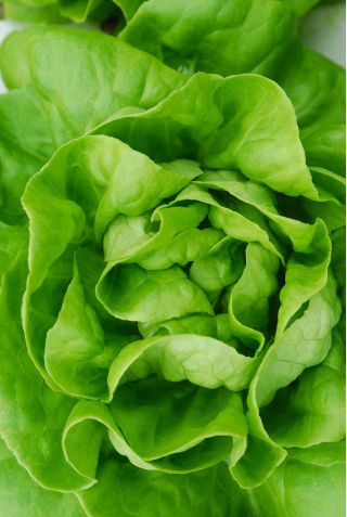 Lechuga mantecosa - Michalina - Cabezas grandes y tiernas, versátiles en la cocina - Semillas frescas