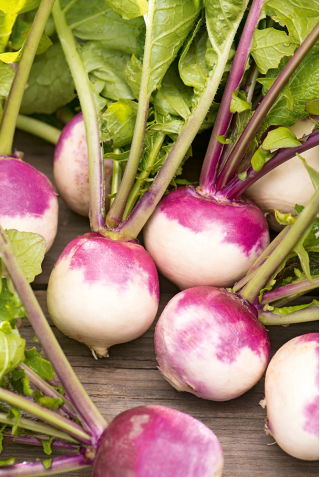 Turnip - Di Milano bianca a colletto viola - Early Bicolor Variety - Fresh Seeds