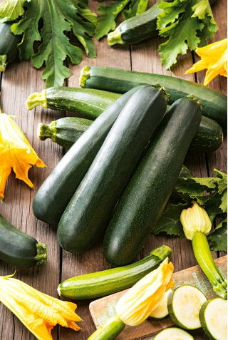 Zucchini - Nero di Milano - Dunkelgrün, aromatisch und robust - Samen