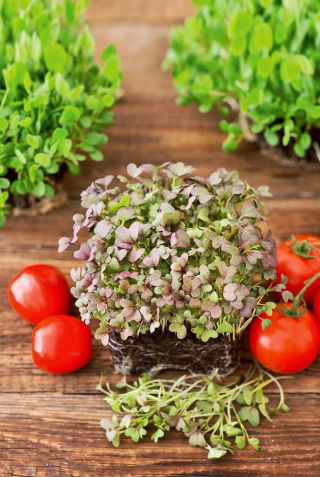 Microgreens - Mizuna - Rosso - 100 g - Sapore intenso e vibrante - Semi Freschi