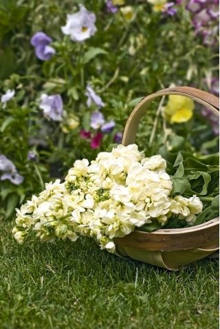 Garten-Levkoje Albita Samen - Matthiola incana annua - 300 Samen