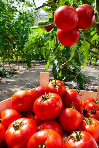 Pomodoro - Bekas F1 - Solanum lycopersicum  - semi