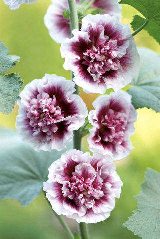 Alcea Creme de Cassis