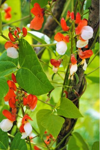 Home Garden - Large-flowered French bean "Hestia" - for indoor and balcony cultivation