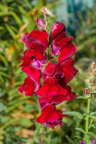 Bocca di leone comune - Jan - Antirrhinum majus maximum - semi