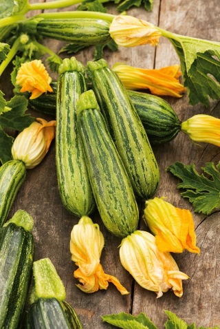 Cuketa Lajkonik semená - Cucurbita pepo - 24 semien