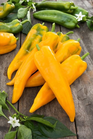 Sweet Pepper - Ornela - Sweet Yellow, Elongated Horns, Versatile Use - Fresh Seeds