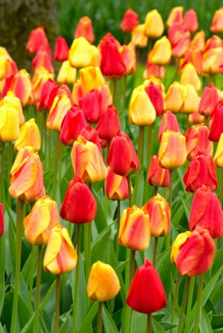 Conjunto de tulipas - vermelho, amarelo e abricó com borda amarela - 45 peças - 