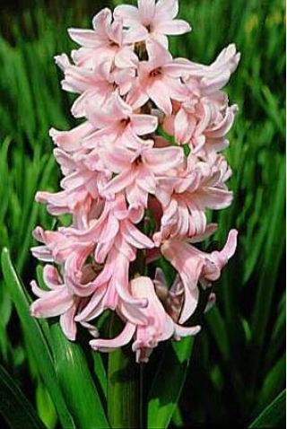 Jacinthe d'Orient - Lady Derby - paquet de 3 pièces -  Hyacinthus orientalis