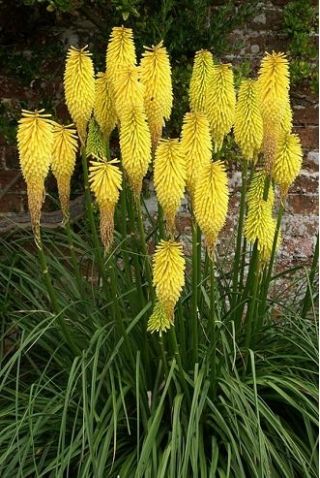 Kniphofia - Minister Verschuur