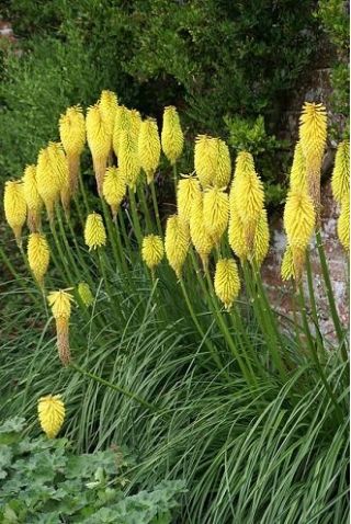 Kniphofia - Minister Verschuur