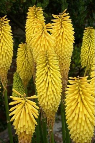 Kniphofia - Minister Verschuur