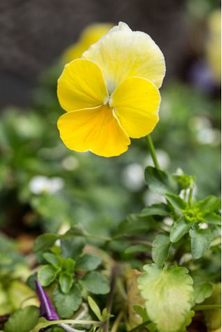 เมล็ดกะเทยยักษ์เหลือง - วิโอล่า x วิทเทอร์เซียน่า - 400 เมล็ด - Viola x wittrockiana 