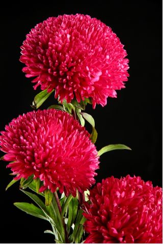 Aster - Polska Flaga - White and Red - Callistephus chinensis - Charming Blooms, Elegant Red & White - Fresh Seeds