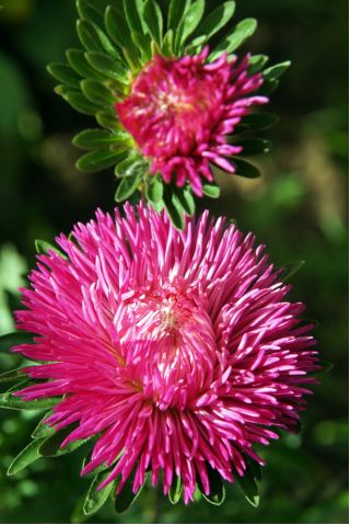 Aster - Needle - Mixed - Callistephus chinensis - Eye-Catching Needle-Like Blooms - Fresh Seeds