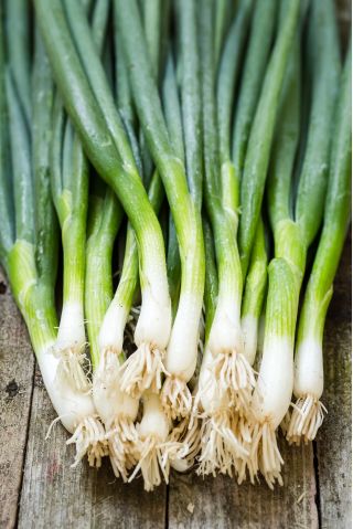 Sedmogodišnji luk "Wita" - čak 4 godine na jednom mjestu! - 500 sjemenki - Allium fistulosum  - sjemenke