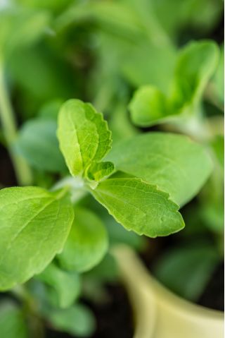Grădină Acasă - Candilaaf "Iubito" - pentru cultivarea în interior și la balcon - 24 de semințe - Stevia rebaudiana