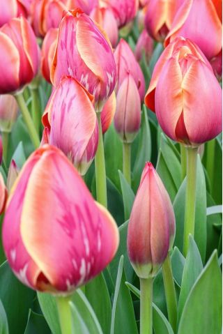 Tulipán Dragon King - csomag 5 darab - Tulipa Dragon King