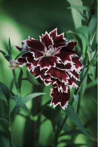 Fainbow růžová "Chianti"; Čína růžová - 110 semen - Dianthus chinensis - semena