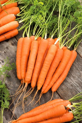  Daucus carota - Lenka - 50 gramos - semillas