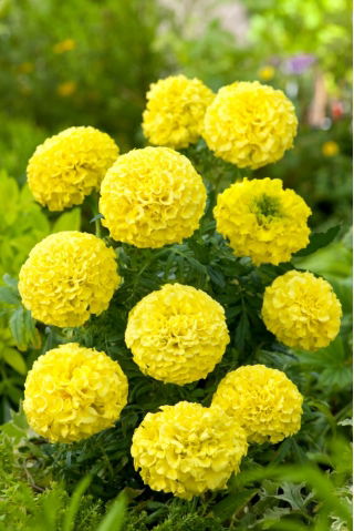 Tagete erecta - Mery Helen - 270 semi - Tagetes erecta