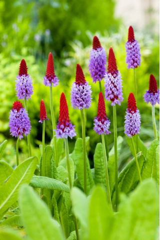 Primrose kínai pagoda magok - Primula vialii - 140 mag