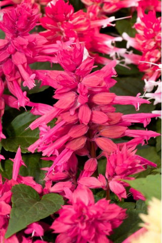 Salvia escarlata - rosa - 84 semillas - Salvia splendens