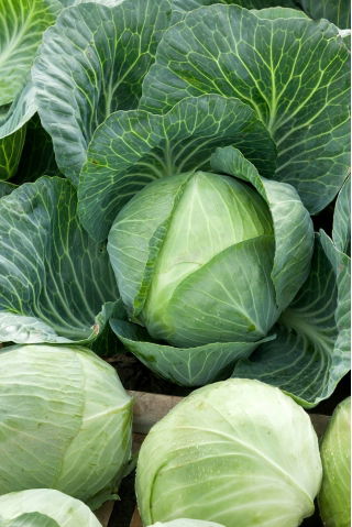 White Cabbage - Kamienna Głowa - Firm, Crisp Heads, Late Season Harvest - Fresh Seeds