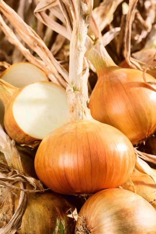 Onion "Eureka" - late variety for long-term storage - 1250 seeds