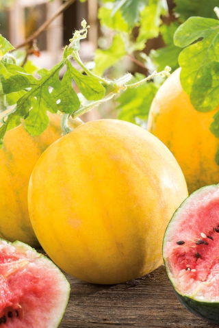 Arbuus - Złoto Wolicy - 9 seemned - Citrullus lanatus