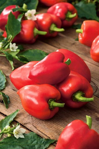 Biber "Mira" - 80 tohum - Capsicum L. - tohumlar