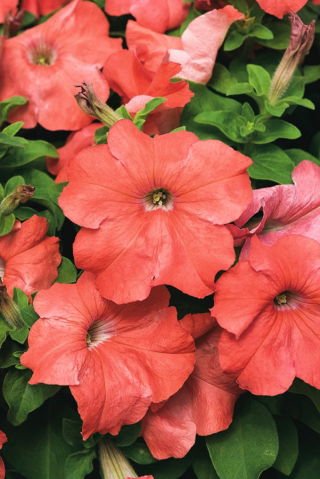 Petunie 'Cascade' Salmon-Samen - Petunia x hybrida - 160 Samen